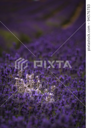 White lavender in a field of purple lavender in south london  with shallow depth of field 94576783