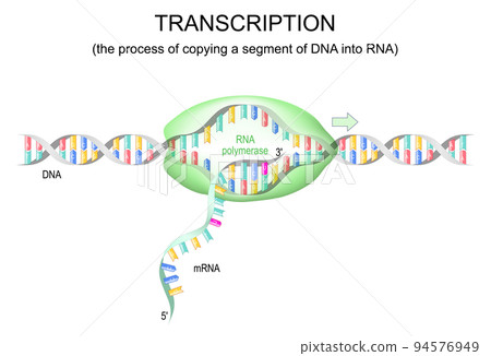 transcription dna to rna transcription dna to rna 94576949