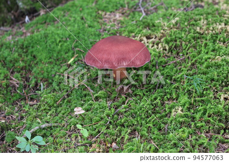 big red mushroom 94577063