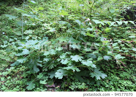 Forest plants Forest plants 94577070