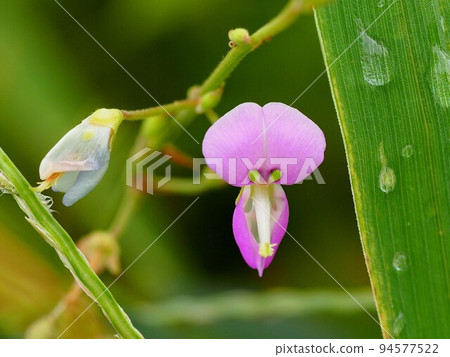 Nusubito Hagi after the rain (close-up of the flower and bud of Thief Hagi) Nusubito Hagi after the rain (close-up of the flower and bud of Thief Hagi) 94577522