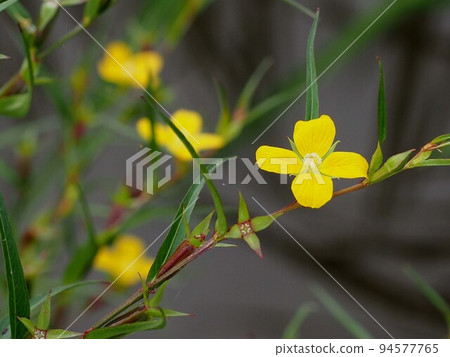 Yellow flowers of burdock burdock root growing in paddy fields Yellow flowers of burdock burdock root growing in paddy fields 94577765