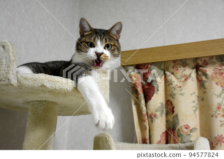 [Protection cat] Sabatra cat relaxing on the cat tower 94577824