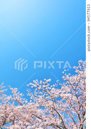 Spring blue sky and row of cherry trees Spring blue sky and row of cherry trees 94577913