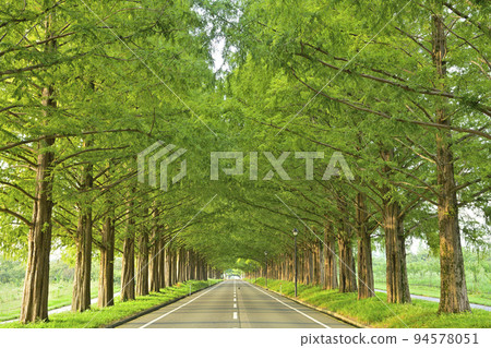 牧野水杉排樹 牧野水杉排樹 94578051