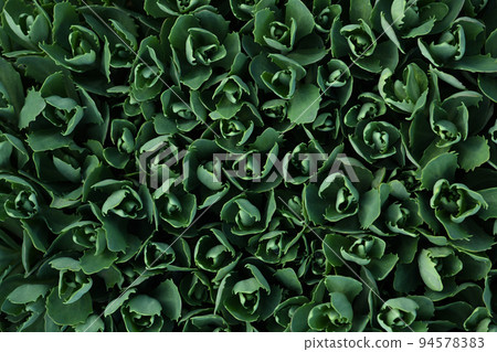 Young sedum leaves in spring. Natural background with sedum leaves. 94578383