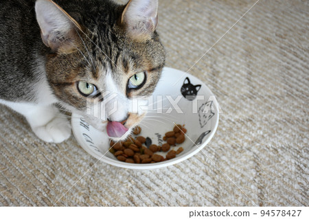 A 2-year-old mackerel cat eating lunch next to the cat tower 94578427
