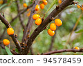 Orange sea buckthorn berries on a branch with green leaves close-up, shallow depth of field blurred. Poor harvest on a wild tree. 94578459