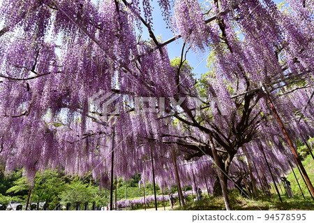 兵庫縣白果寺的九尺紫藤 94578595