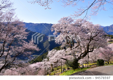 2022年高知縣盛開的水潭櫻花 94578597