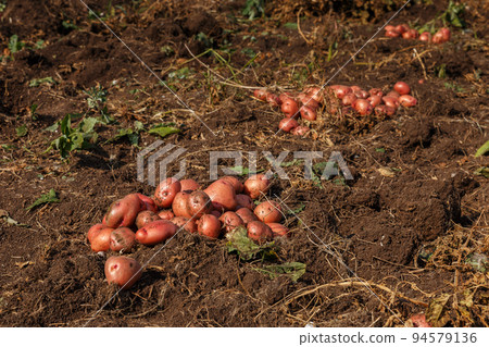 Piles of newly harvested potatoes on field. Harvesting potato roots from soil in homemade garden. Piles of newly harvested potatoes on field. Harvesting potato roots from soil in homemade garden. 94579136