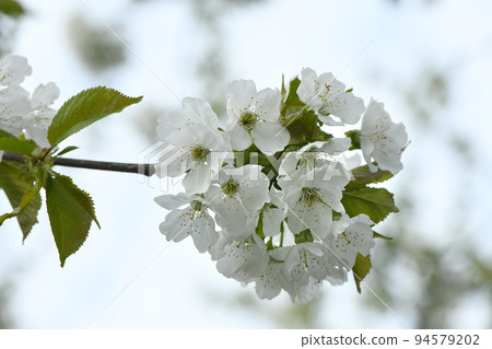 White cherry flowers. Natural background with blooming cherry flowers. 94579202
