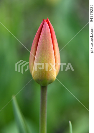 An unopened bud of a young tulip. Horticulture and floriculture. 94579223