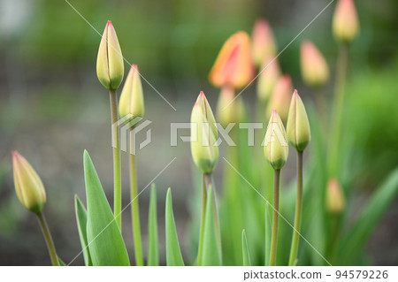 An unopened bud of a young tulip. Horticulture and floriculture. An unopened bud of a young tulip. Horticulture and floriculture. 94579226