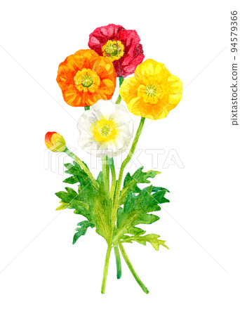 五顏六色的罌粟卡通手繪水彩插圖素材春天的花朵 94579366
