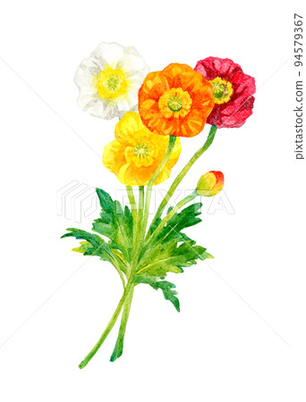 五顏六色的罌粟卡通手繪水彩插圖素材春天的花朵 94579367