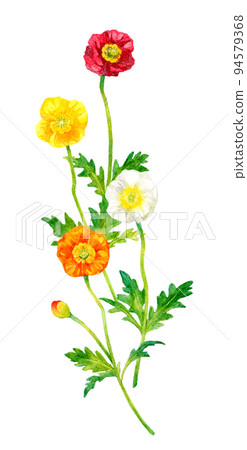 五顏六色的罌粟卡通手繪水彩插圖素材春天的花朵 94579368