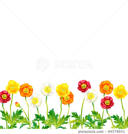 Poppy (corn poppy) background Spring flower hand-painted watercolor illustration background material Poppy (corn poppy) background Spring flower hand-painted watercolor illustration background material 94579931