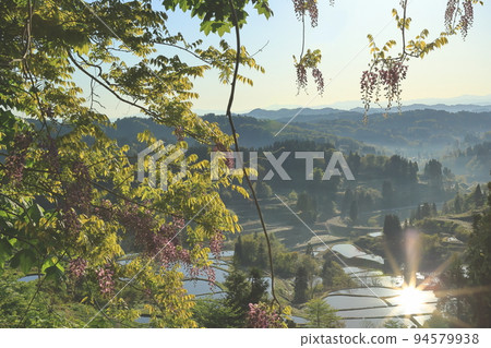 星通的稻田 94579938