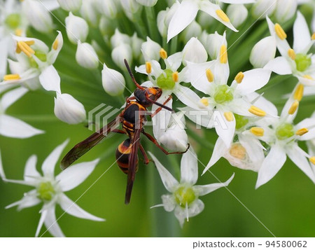 Yellow star paper wasp that puts its mouth on the flower core of leek 94580062