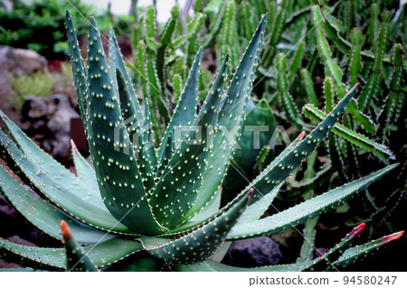A beautiful green aloe grown in a greenhouse Izu Kanko A beautiful green aloe grown in a greenhouse Izu Kanko 94580247