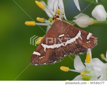 白面蛾棲息在一朵韭菜花上 白面蛾棲息在一朵韭菜花上 94580277