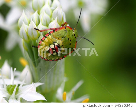 Southern stink bug (larva) perched on a leek bud 94580343