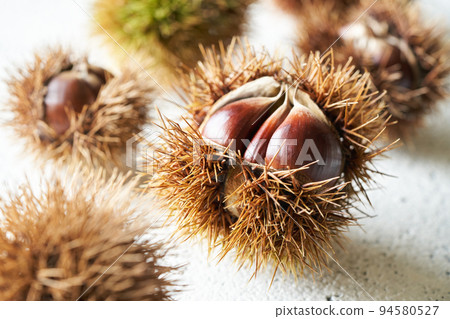 薩基板栗 薩基板栗 94580527