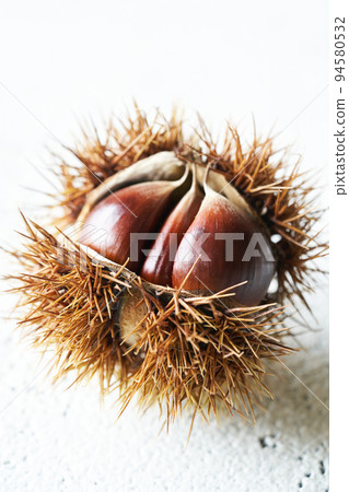 Saki chestnut 94580532