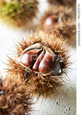 Saki chestnut 94580535