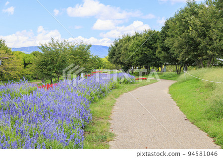 Umami Hillside Park Summer flowers in full bloom Umami Hillside Park Summer flowers in full bloom 94581046