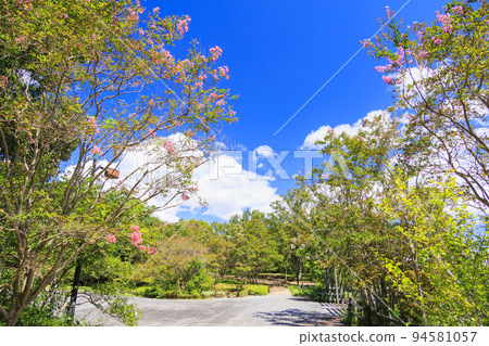 鮮味山坡公園 夏日鮮花盛開 鮮味山坡公園 夏日鮮花盛開 94581057