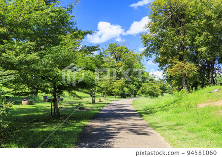 Umami Hillside Park Summer flowers in full bloom Umami Hillside Park Summer flowers in full bloom 94581060
