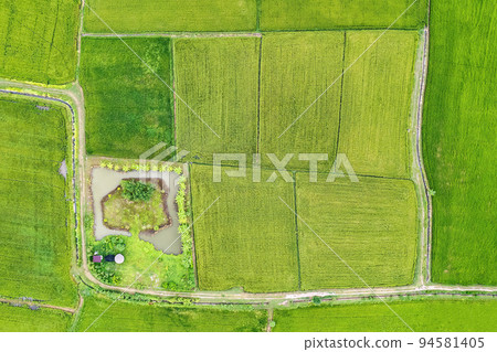 Top view of agroforestry row of mixed plant, fruit plantation and fish pond in cultivated land at countryside Top view of agroforestry row of mixed plant, fruit plantation and fish pond in cultivated land at countryside 94581405