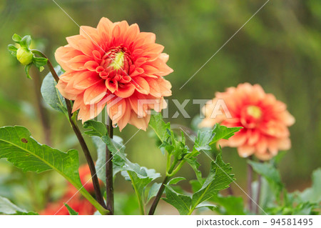 Umami Hill Park Dahlia Garden in full bloom Umami Hill Park Dahlia Garden in full bloom 94581495