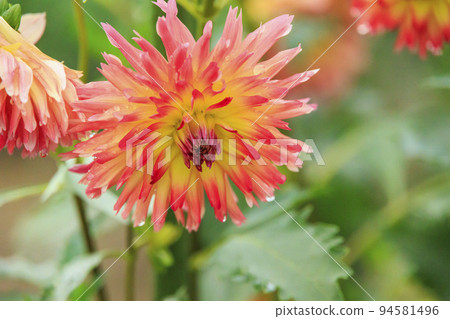 Umami Hill Park Dahlia Garden in full bloom Umami Hill Park Dahlia Garden in full bloom 94581496