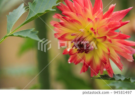 Umami Hill Park Dahlia Garden in full bloom Umami Hill Park Dahlia Garden in full bloom 94581497