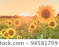 sunflower	 94581709