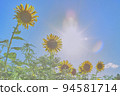 sunflower	 94581714
