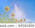 sunflower	 94581800