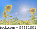 sunflower	 94581801