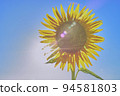 sunflower	 94581803