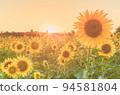 sunflower	 94581804