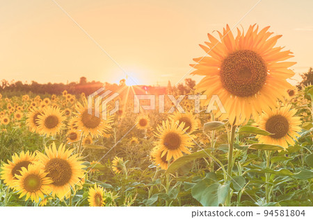 sunflower	 94581804