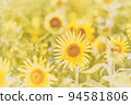 sunflower	 94581806