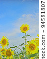 sunflower	 94581807