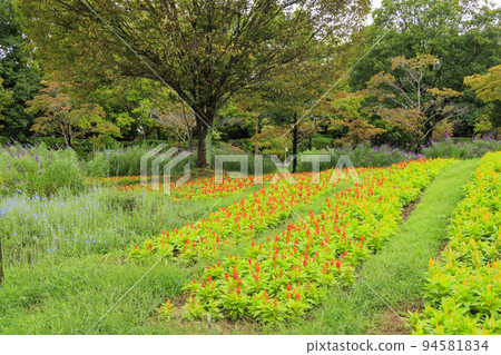 Umami Hillside Park: Yellow cosmos in full bloom and autumn flowers Umami Hillside Park: Yellow cosmos in full bloom and autumn flowers 94581834