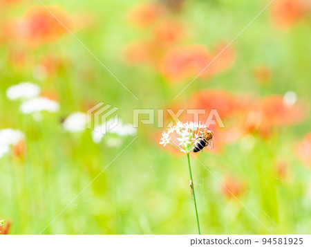 Autumn tradition Japanese bees come to the white leek and cluster amaryllis in full bloom 94581925