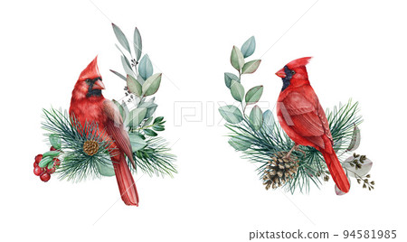 Winter decoration with red cardinal bird set. Watercolor illustration. Hand drawn nature style decor with cardinal, pine, eucalyptus, berries. Winter realistic decor. White background 94581985