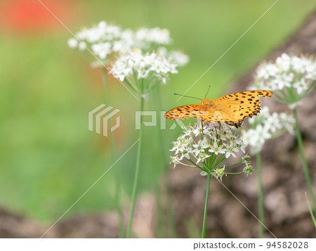 秋天的傳統：一簇盛開的孤挺花簇，棲息在白韭菜上 94582028